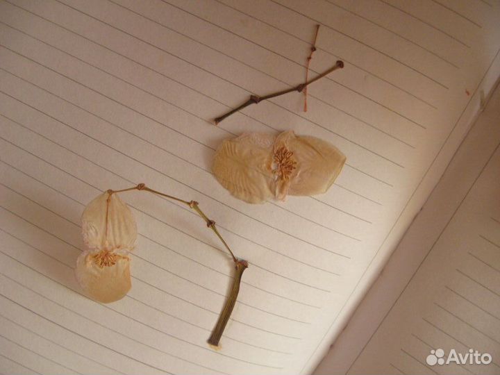 Засушенные цветы для творчества, эпоксидной смолы