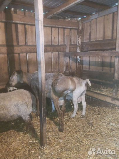 Овцы бараны