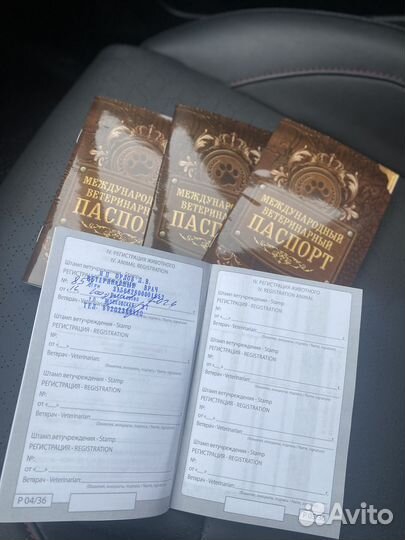 Щенки американского стаффорширского терьера