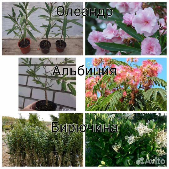 Саженцы декоративных растений