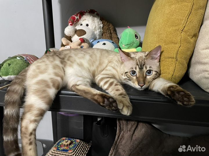 Бенгальский кот вязка