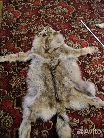 Шкуры волков