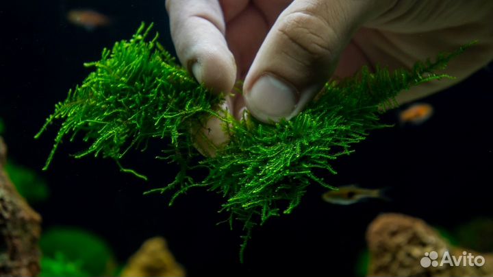 Криптокарина,роголистник,пистия,мох яванский,крисм