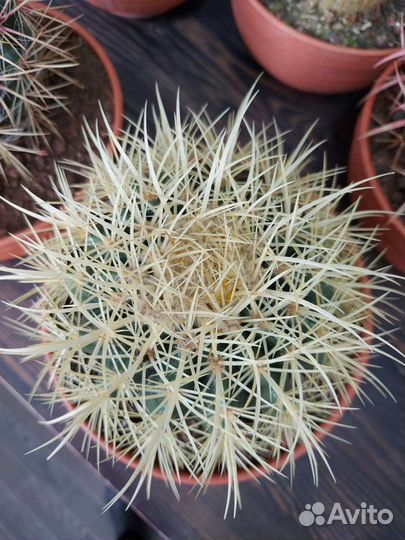 Кактусы большие,D20см