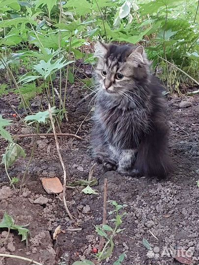 Котейка в беде - ищем добрые ручки