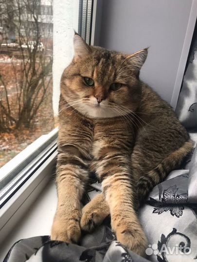 Кот на вязку