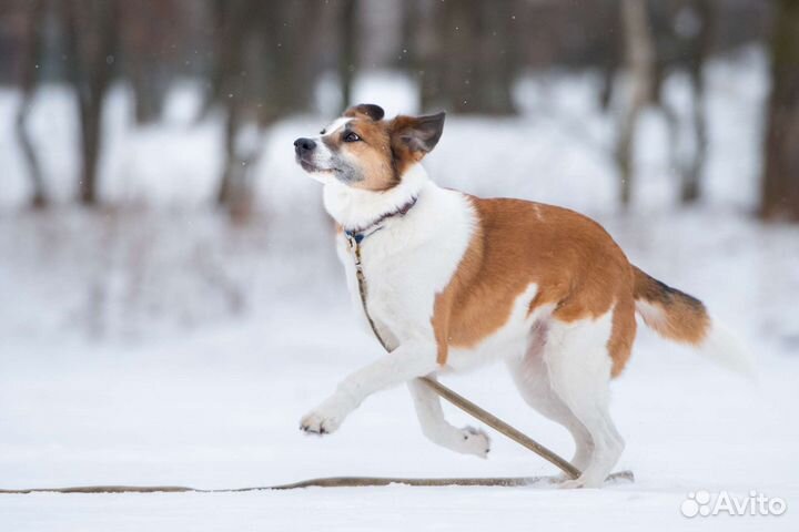 Барбара в поисках дома