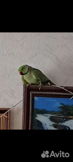 Ожереловый попугай самец