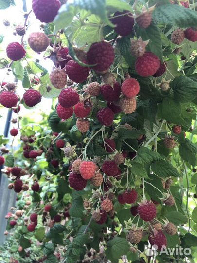 Рассада малины, ежевика и др