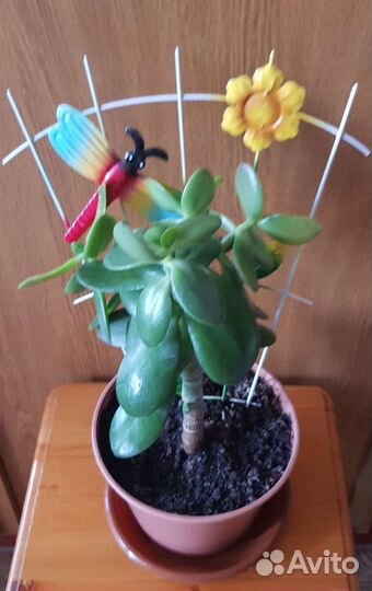 Толстянка (Денежное дерево)