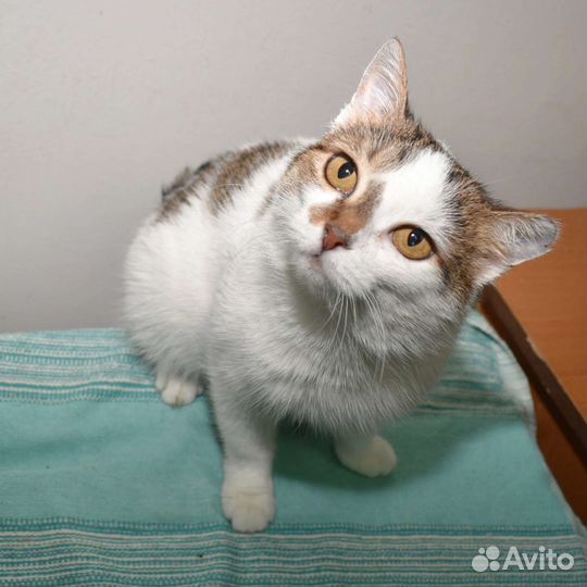 Кошка в дар