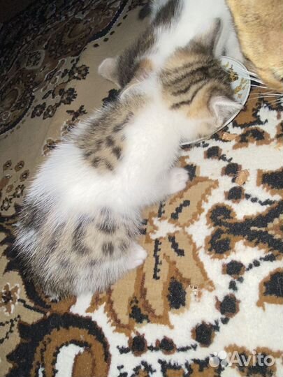 Необычные бенгалы