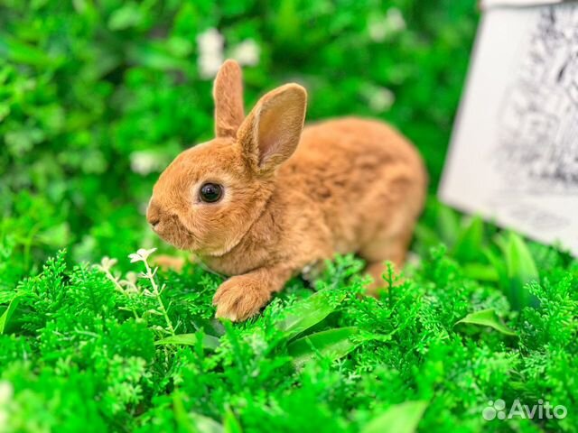 Карликовый кролик мини рекс плюшевый редкий