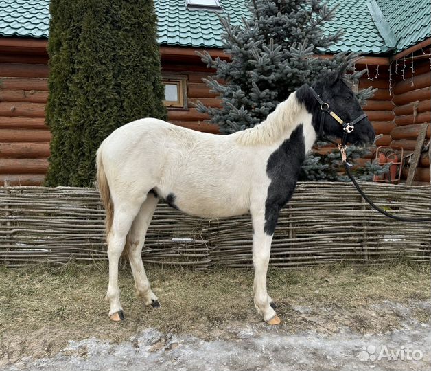 Пегое чудо для безусловной любви