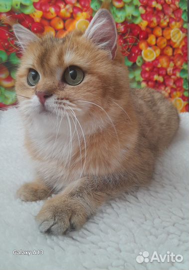 Шотландские