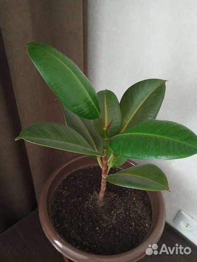 Фикус каучуконосный