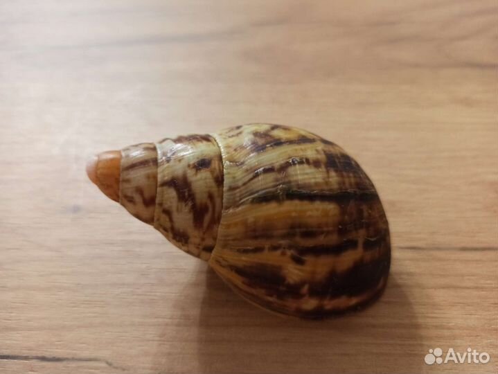 Морская раковина