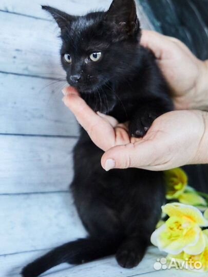 Котенок черная гладкошерстная девочка