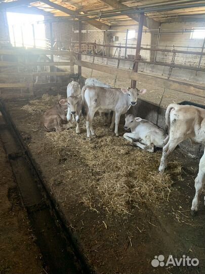 Бычки швицы