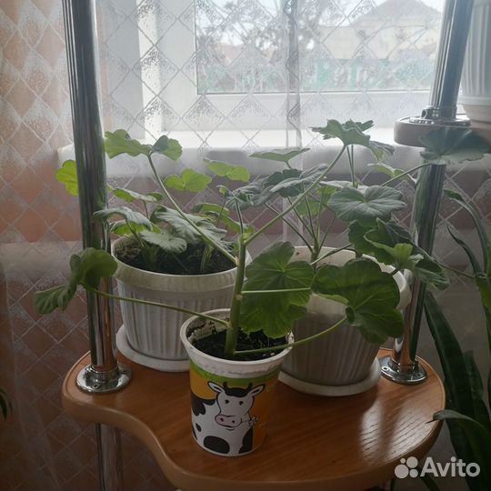 Замиокулькас