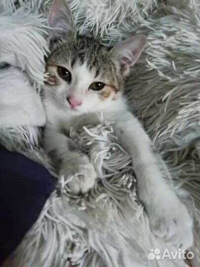 Котёнок мальчик