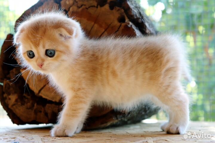 Шотландские золотые шиншиллята