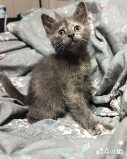 Кошка в дар бесплатно