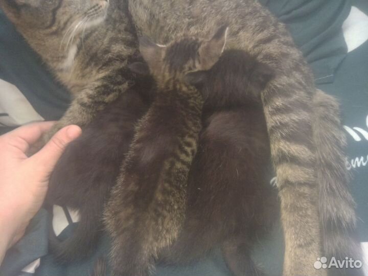 Кошка