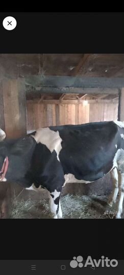 Корова телка