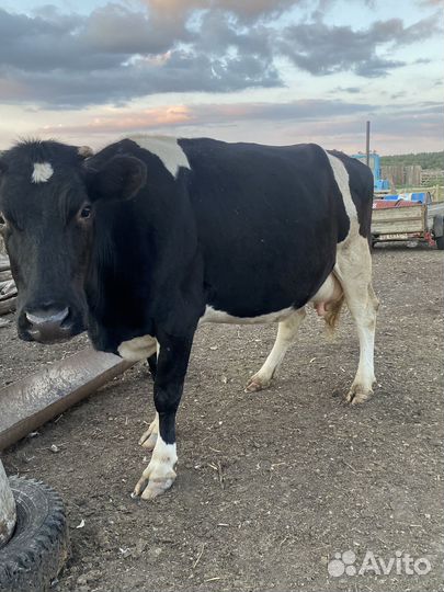 Коровы дойные молочные