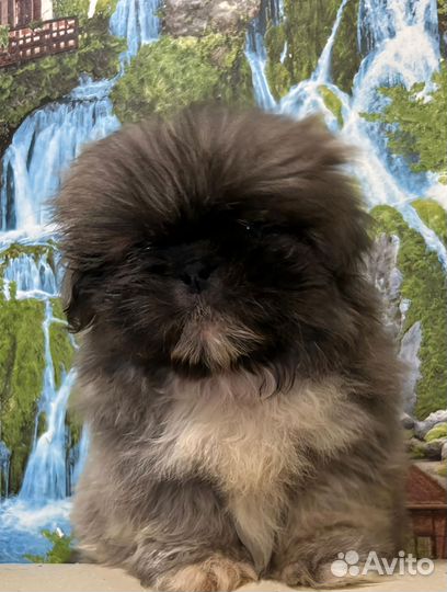 Девочки Ши-тцу редкого голубого окраса