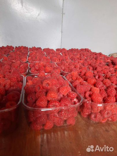 Ремонтантная полька