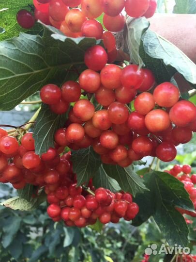 Калина саженцы крупная