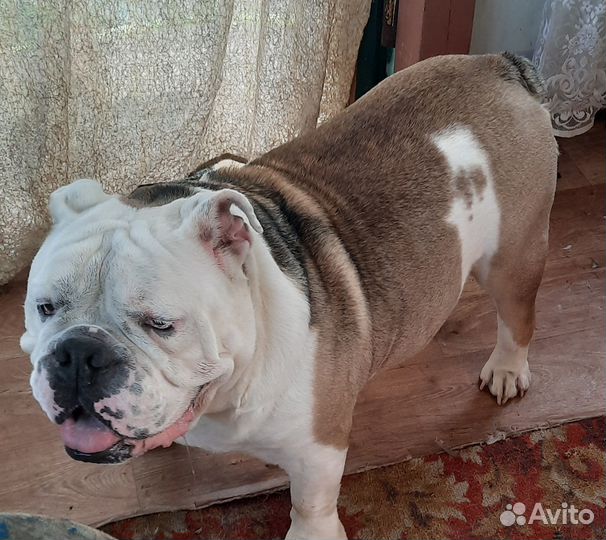 Отдам в добрые руки