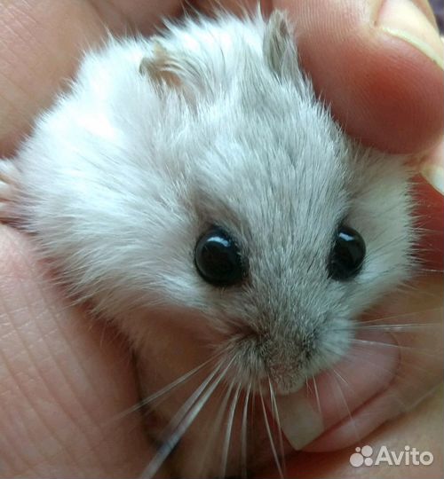 Малышей на подарочки-джунгарики, сирийские