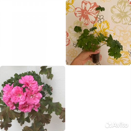 Пеларгония герань