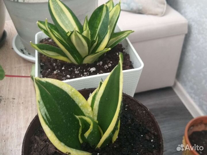 Сансевиерия сортовая