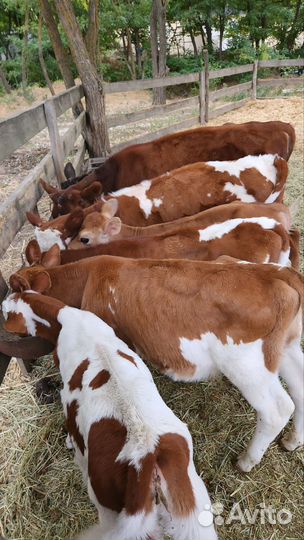 Сельхоз животные