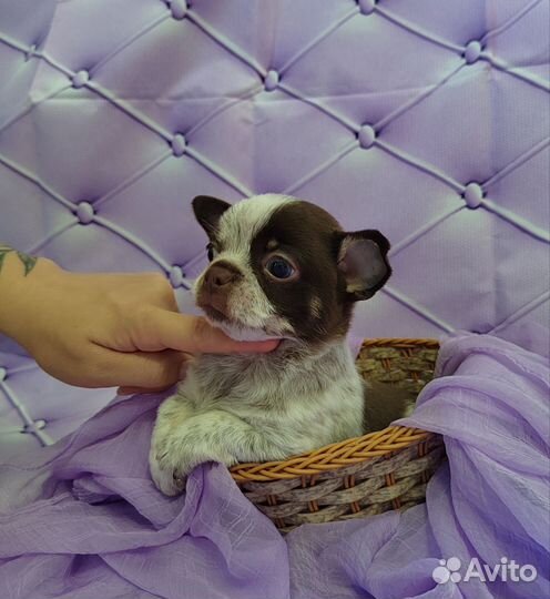 Чихуахуа мальчишки- братишки