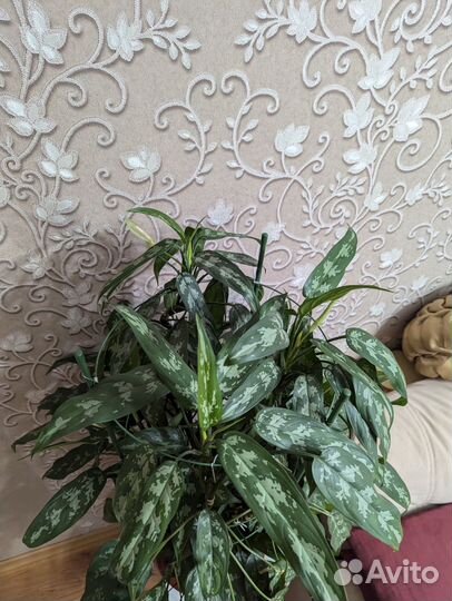 Аглаонема -Комнатные цветы