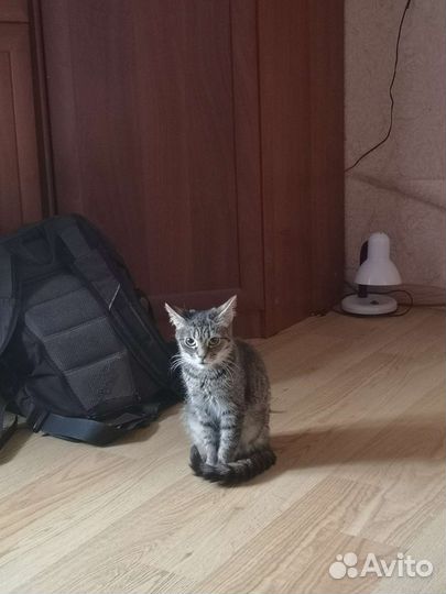 Кошка, 9 месяцев
