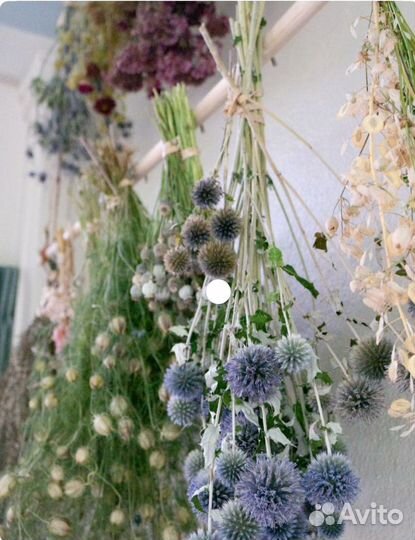 Сухоцветы для творчества