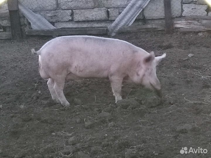 Продам хряка