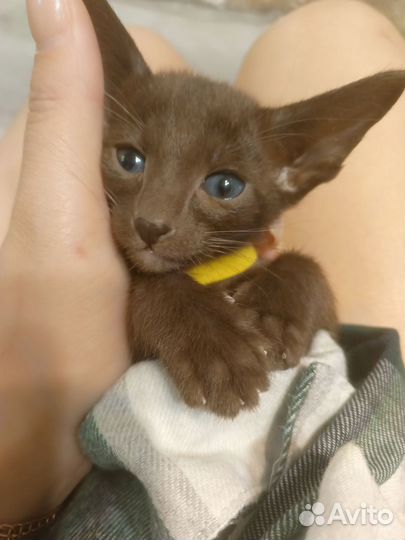 Ориентальные котята