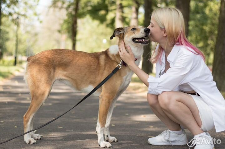 Собака с веснушками ищет дом