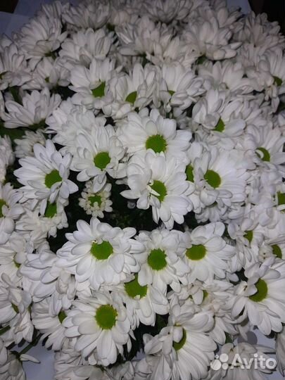 Хризантемы ромашки Сургут доставка