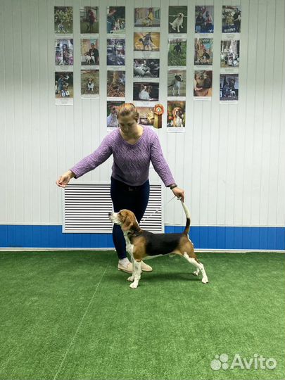 Бигль вязка Чемпион России по скор