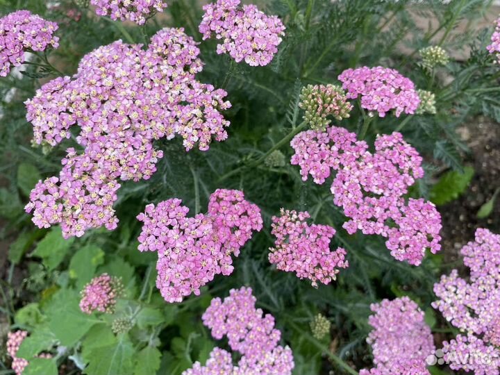 Астильба / Тысячелистник декоративный / Вероника