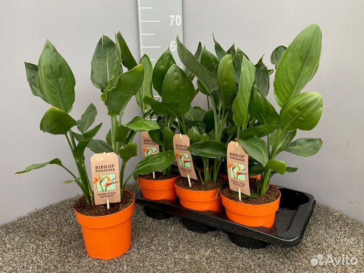 Стрелиция niet bloei (Стрелиция Регина)