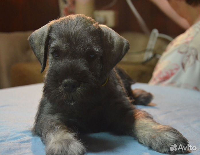 Породистые щенки Цвергшнауцера п\с из питомника